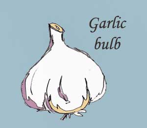Garlic bulb drawing by Susan Fluegel at Grey Duck Garlic